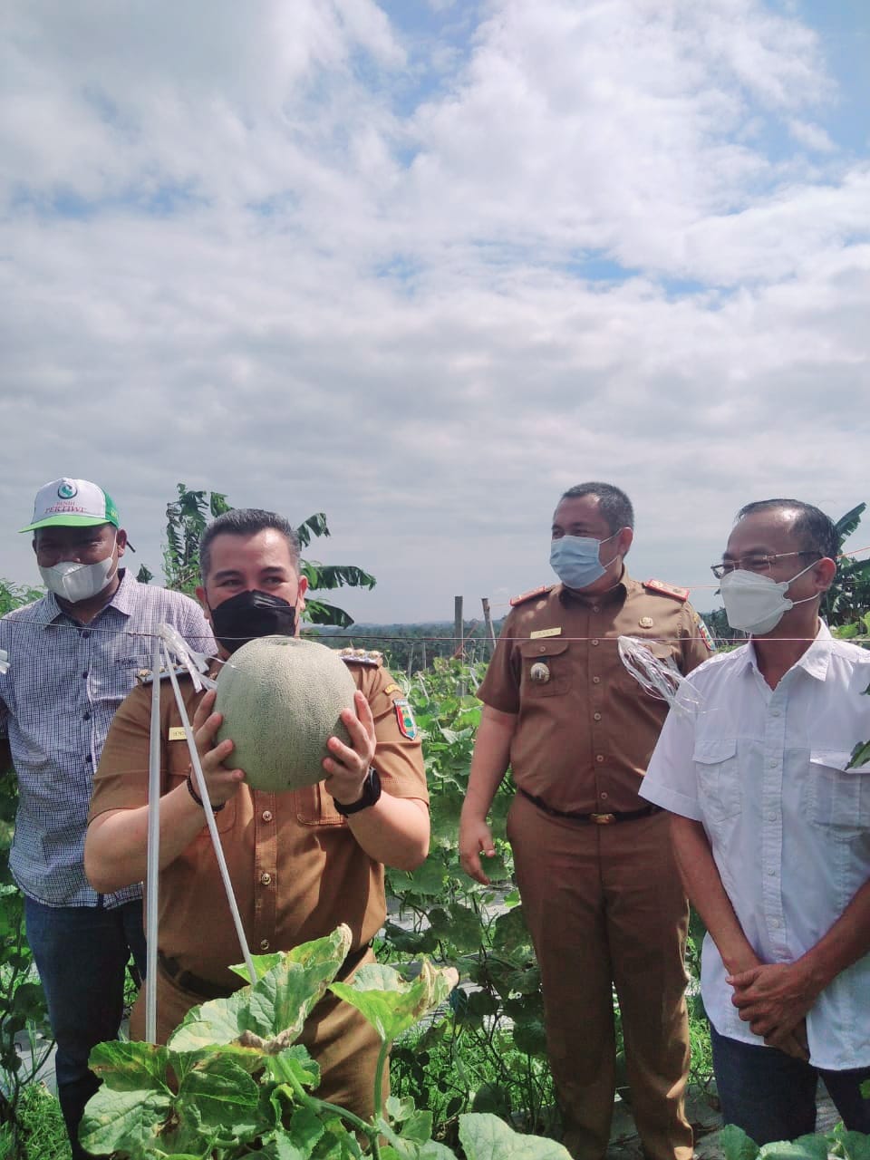 Panen Melon Perdana di Penanaman Periode kedua Bapak BUPATI H. DENDI