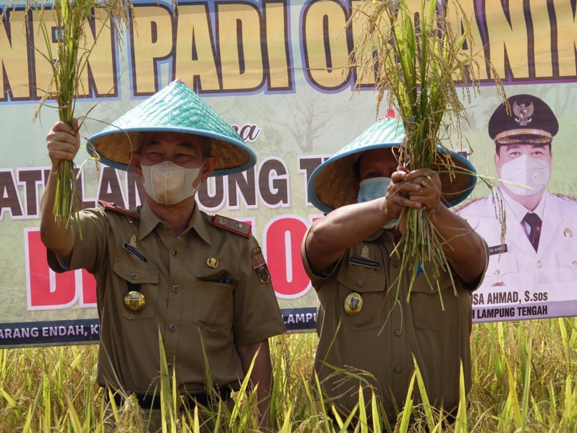 Panen Padi Organik Demonstration Plot (Demplot) di Dusun 4 Desa Karang Endah Kecamatan Terbanggi Besar