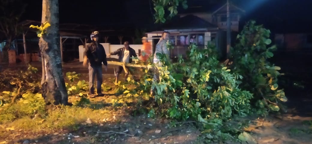 Pohon Tumbang Di Tejo Agung Jalan Sutan Syarir
