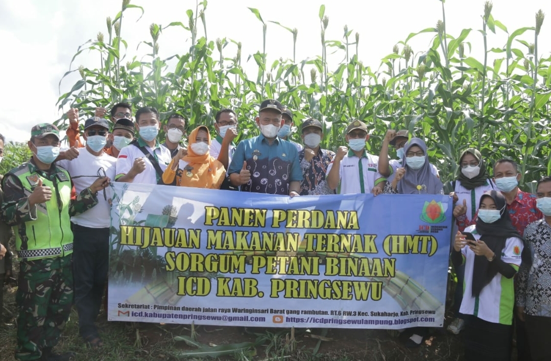Wakil Bupati Pringsewu Panen Perdana Tanaman Sorgum