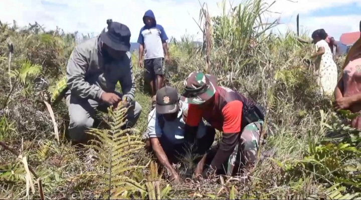 Semarak HUT RI, Satgas Pamtas TNI Yonmek 403/WP Ajak Masyarakat Lestarikan Lingkungan Tanam Pohon Pinus di Wilayah Perbatasan RI-PNG.