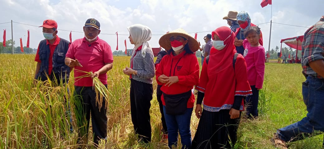 Panen Raya Padi MSP di Kota Metro