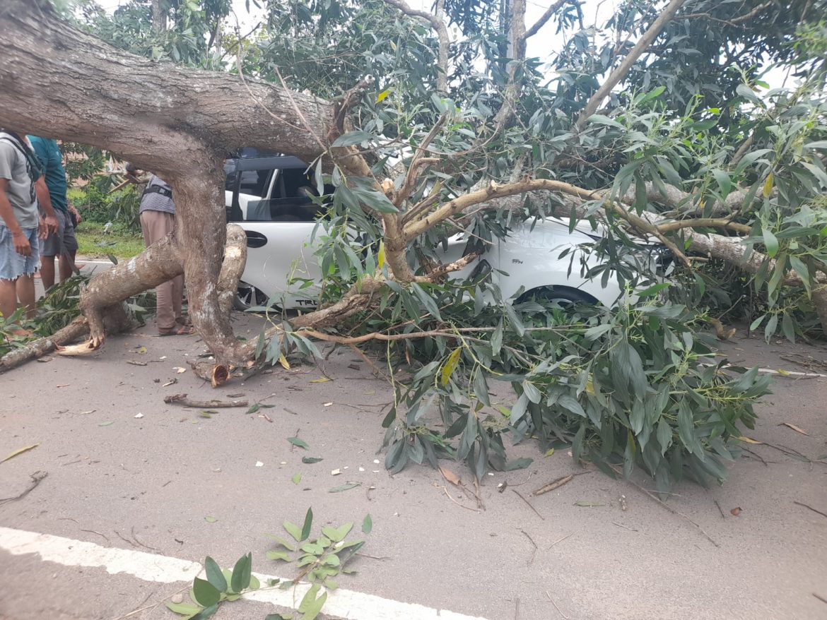 Pohon Tumbang Menimpah 1 Unit Mobil Di Kelurahan Tejosari